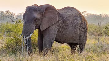 Elefante all'Hlane RNP
